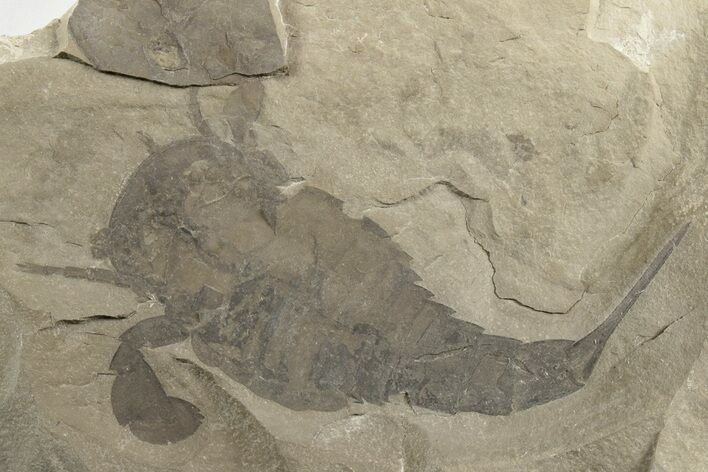 Eurypterus (Sea Scorpion) Fossil - New York #236967